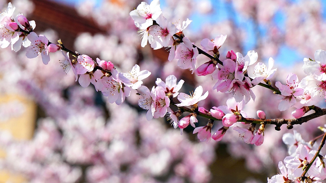 Almond Tree Alicante Alicante loses 411 hectares of almond trees annually due to drought
