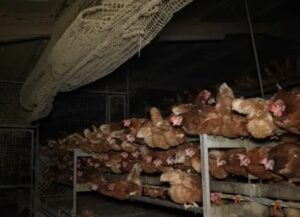 Mallorca Llucmajor: Horrific conditions on poultry farm of terror