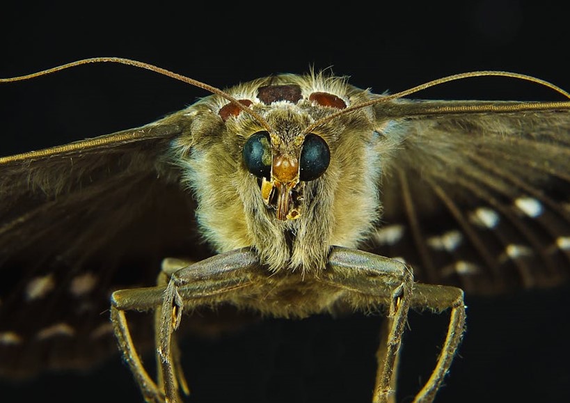 Moth invasion in Spain: What's behind it?