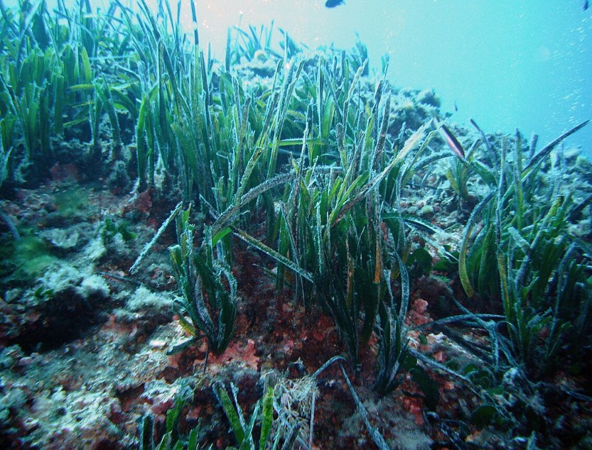 Posidonia Formentera Spain Cofidis reaffirms its commitment to sustainability and plants 1,500 Posidonia plants on Formentera