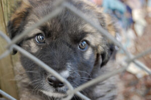 Three months in prison for leaving a puppy tied up for 15 days in Jaén without food or water