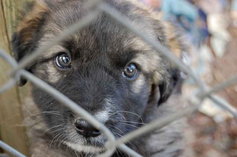 Puppy Jean Spain Sad Water Food Three months in prison for leaving a puppy tied up for 15 days in Jaén without food or water