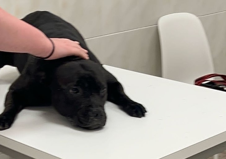 Animal cruelty shock: Woman drowns her dog on Alicante beach