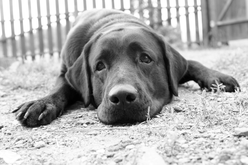 Dog and Cat in the Will Dog and Cat in the Will: How to Secure Your Pets' Well-being in Spain