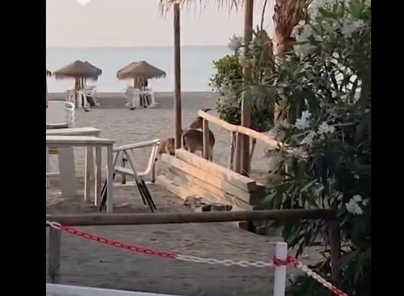 Spectacular Goat Visit on Málaga Beach: Wild Animals Conquer the Coast