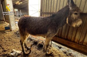 Guardia Civil Investigates: Horrific Animal Farm Discovered in Burgos