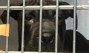 Saving Ikram the Dog: Campaign on Ibiza Against the Order to Euthanize a Puppy Arrived by Boat on the Island