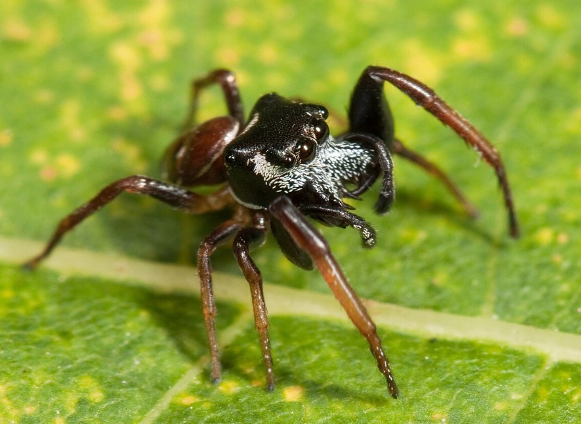 Spanish jumping spider Spanish Jumping Spiders: Fascinating Hunters and Natural Pest Controllers