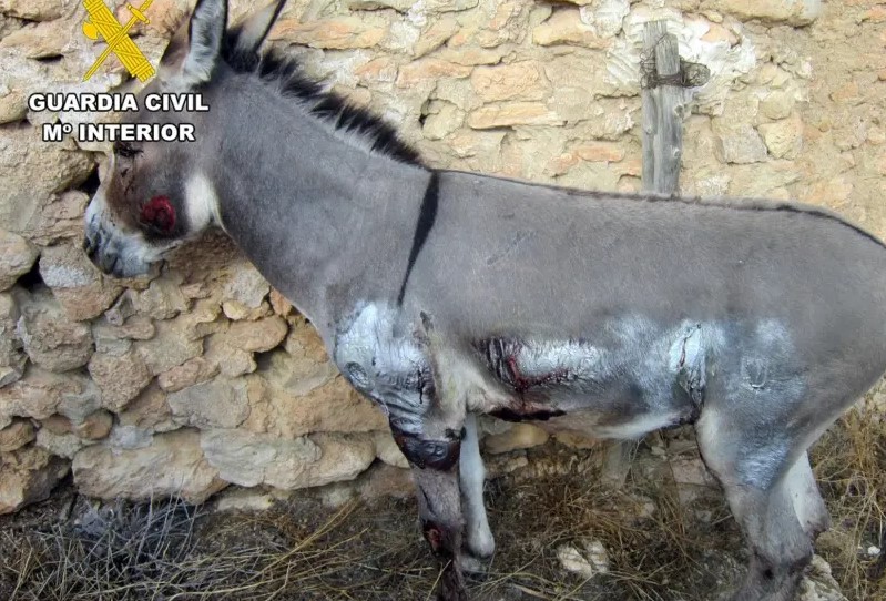 Donkey Dragged by Car: Animal Abuser Identified in Murcia