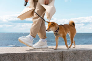 The Five-Second Test: Protecting Your Dog from Hot Spanish Streets in Summer